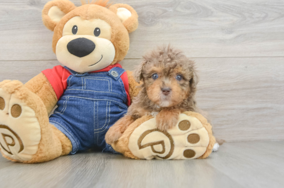 5 week old Havapoo Puppy For Sale - Premier Pups