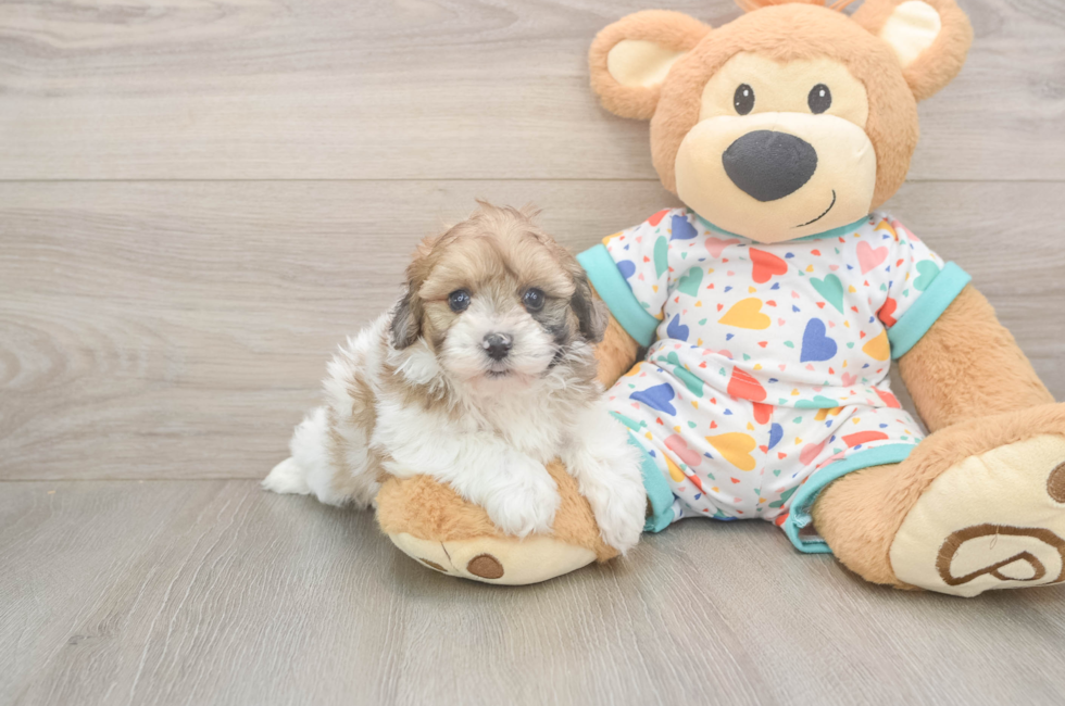 5 week old Havapoo Puppy For Sale - Premier Pups