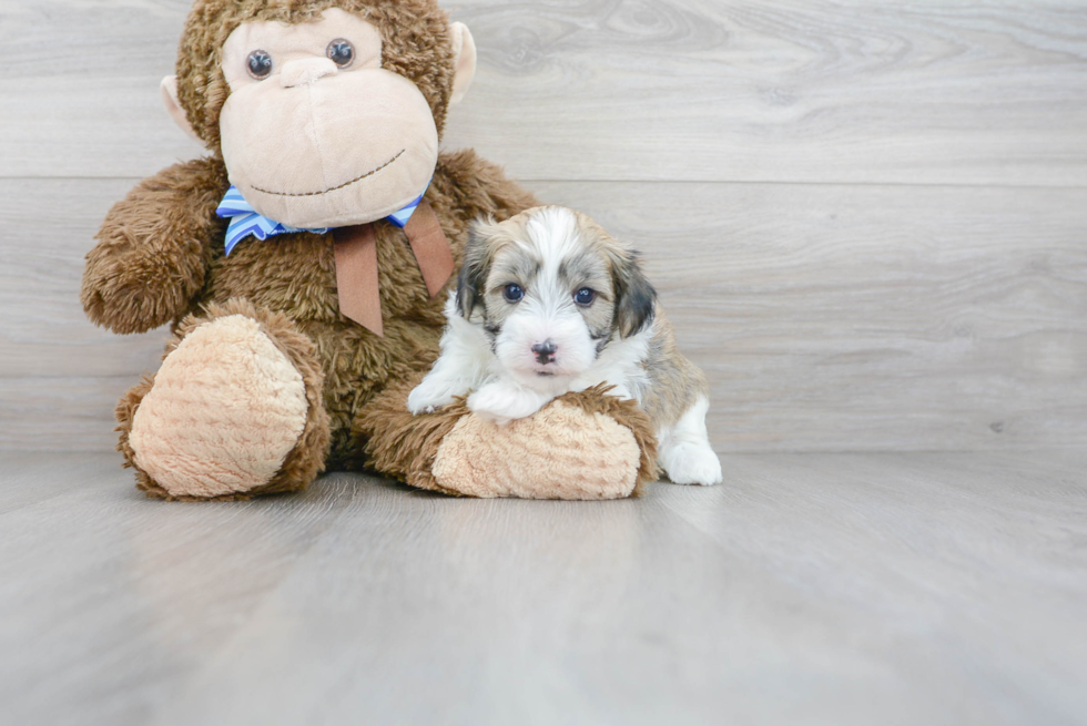 Playful Havadoodle Poodle Mix Puppy