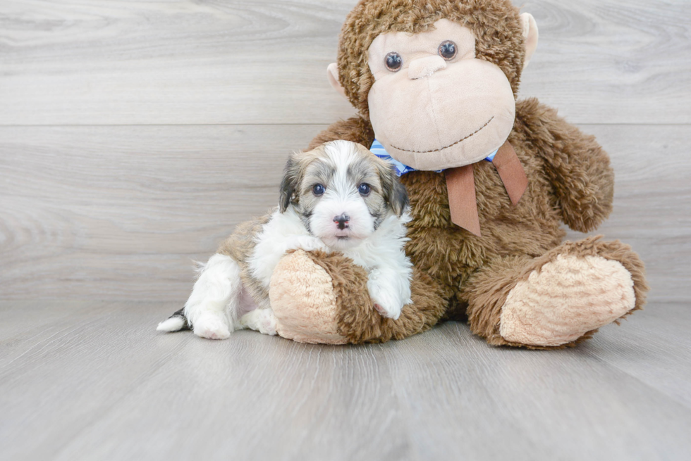 Hypoallergenic Havanese Poodle Mix Puppy