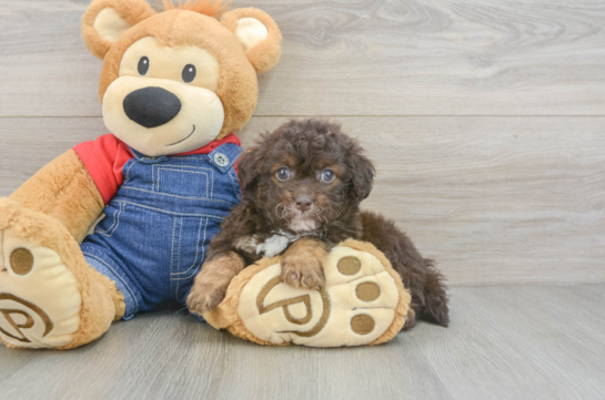 Funny Havapoo Poodle Mix Pup