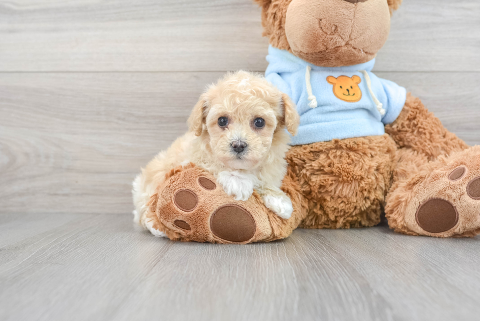 Energetic Havanese Poodle Mix Puppy