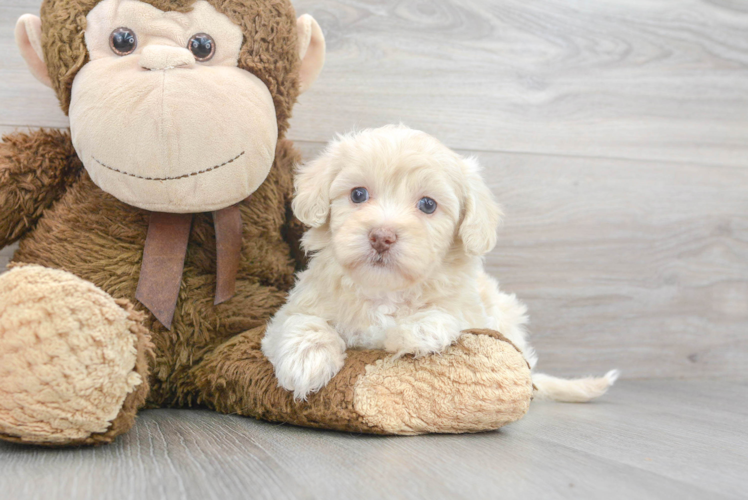 Petite Havapoo Poodle Mix Pup