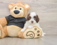 7 week old Havapoo Puppy For Sale - Premier Pups