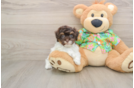 Fluffy Havapoo Poodle Mix Pup