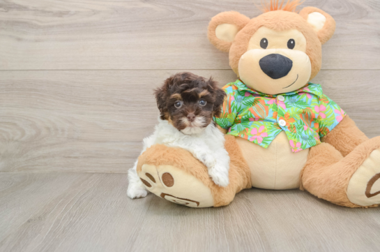 Fluffy Havapoo Poodle Mix Pup