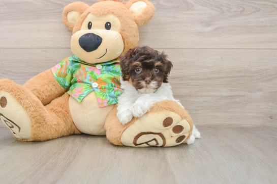 Fluffy Havapoo Poodle Mix Pup