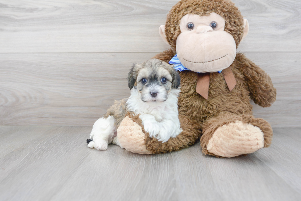 Funny Havapoo Poodle Mix Pup