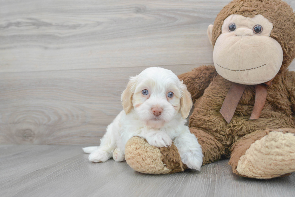 Smart Havapoo Poodle Mix Pup