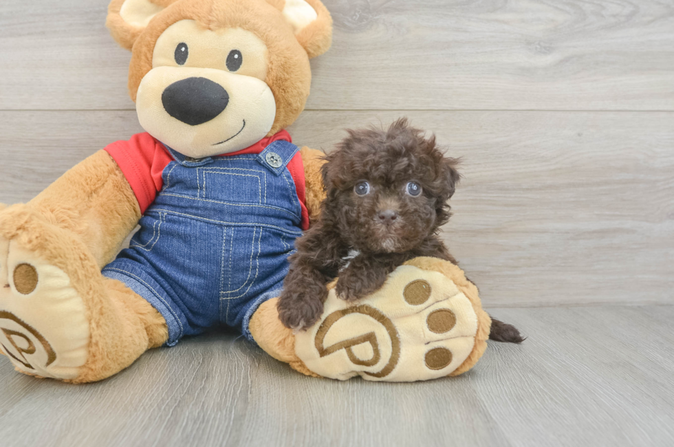 5 week old Havapoo Puppy For Sale - Premier Pups