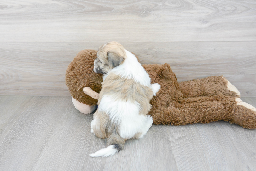 Hypoallergenic Havadoodle Poodle Mix Puppy