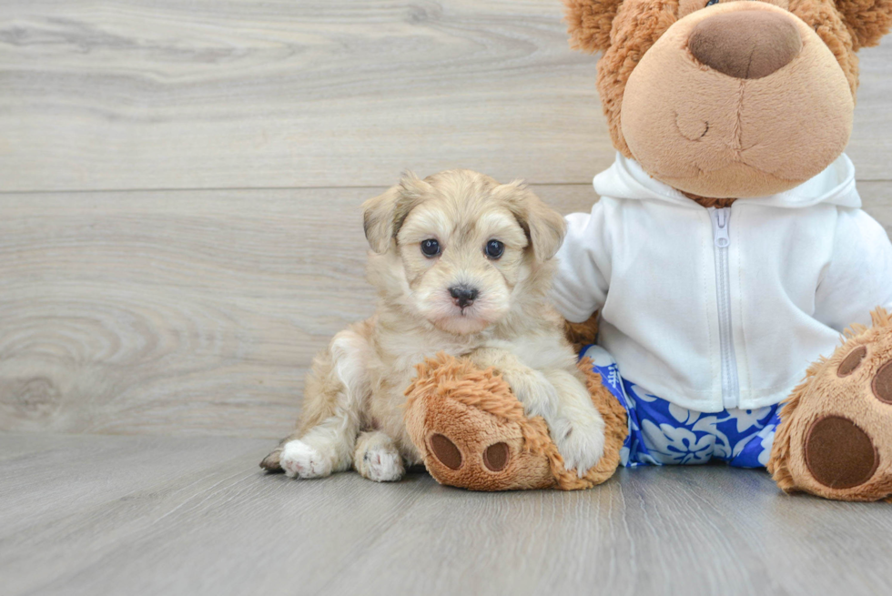 Petite Havapoo Poodle Mix Pup
