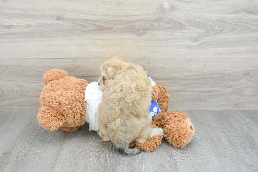 Petite Havapoo Poodle Mix Pup