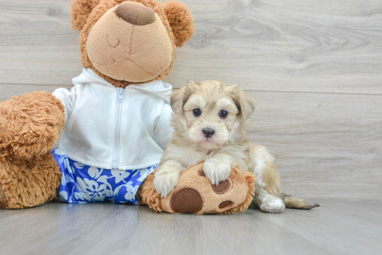 Popular Havapoo Poodle Mix Pup