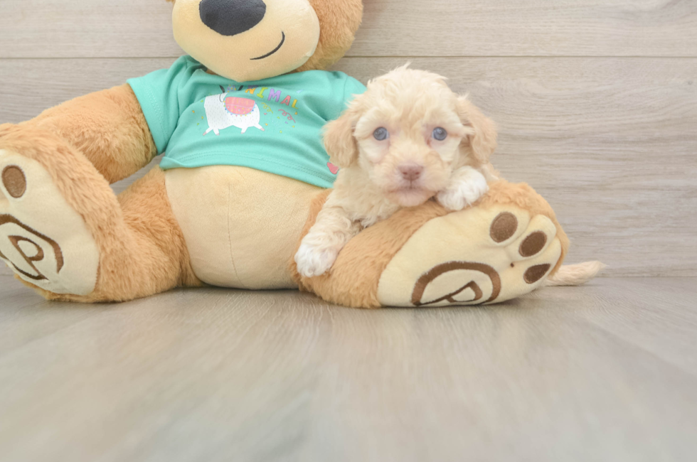 5 week old Havapoo Puppy For Sale - Premier Pups