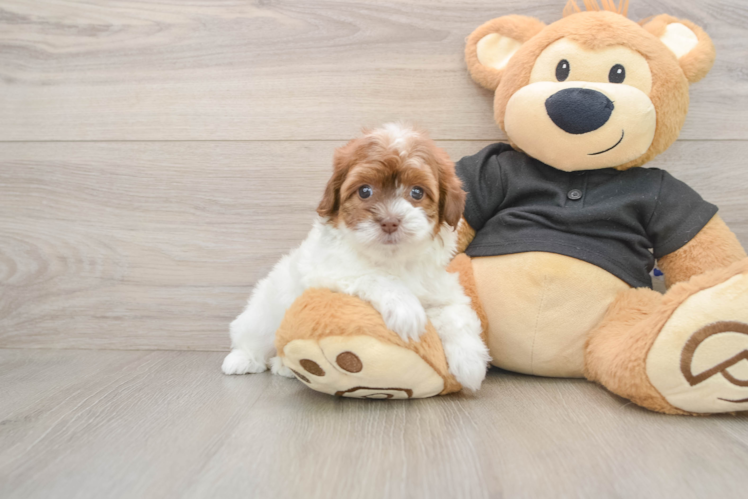 Havapoo Pup Being Cute