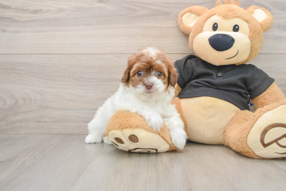Havapoo Pup Being Cute