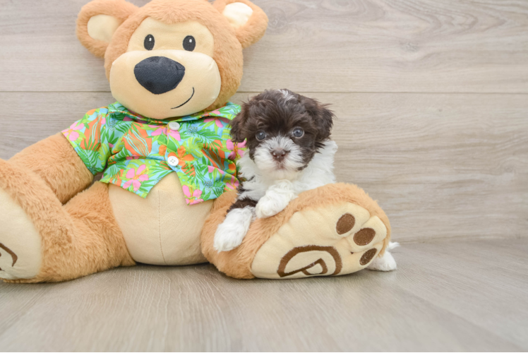 Smart Havapoo Poodle Mix Pup