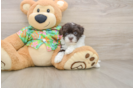 Smart Havapoo Poodle Mix Pup