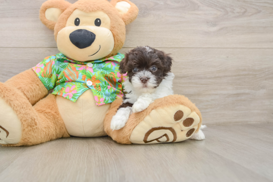 Smart Havapoo Poodle Mix Pup