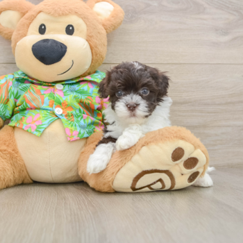 Smart Havapoo Poodle Mix Pup