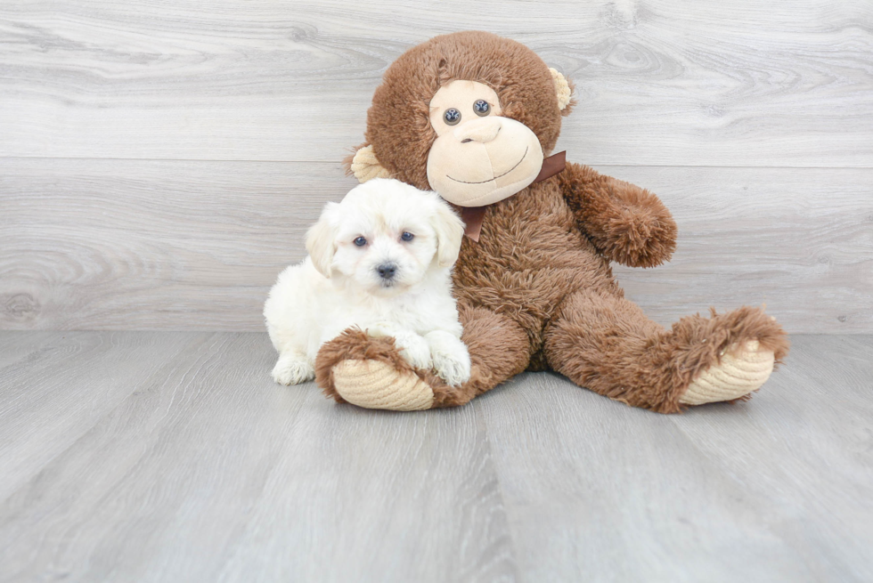 Popular Havapoo Poodle Mix Pup