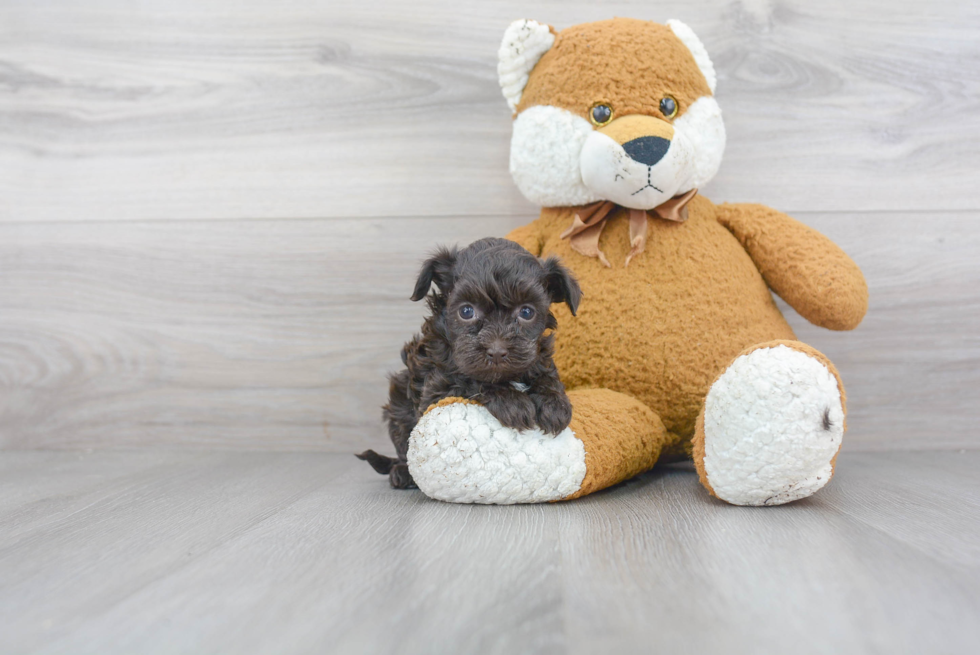 Popular Havapoo Poodle Mix Pup