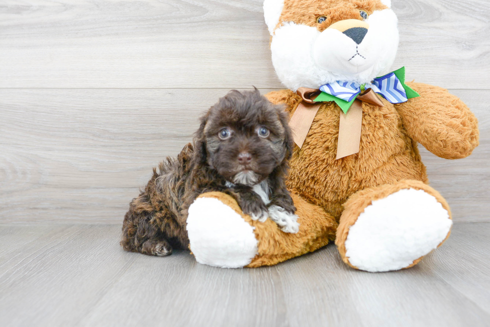 Popular Havapoo Poodle Mix Pup