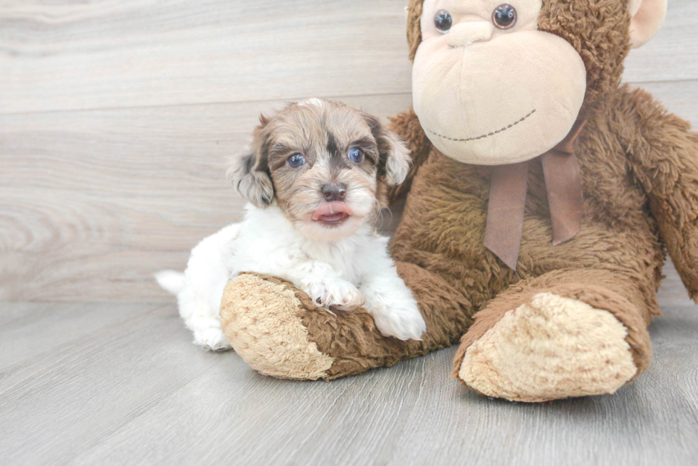 Little Havanese Poodle Mix Puppy