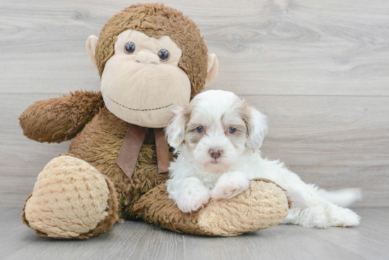 Adorable Havadoodle Poodle Mix Puppy