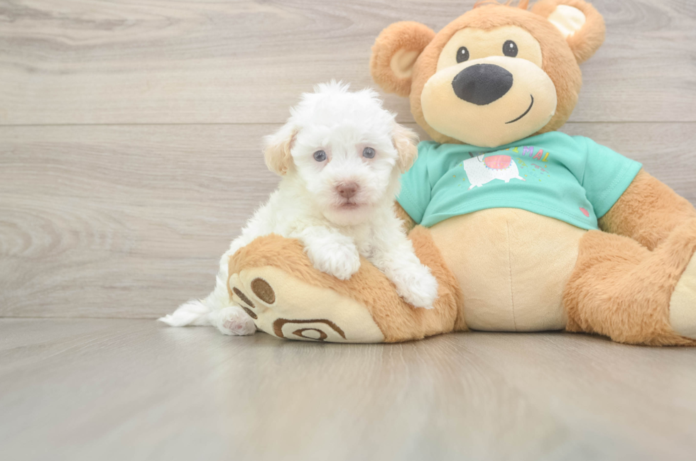 5 week old Havapoo Puppy For Sale - Premier Pups