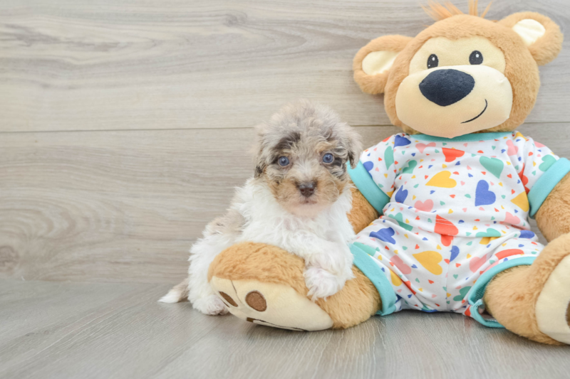 Meet Salsa - our Havapoo Puppy Photo 1/3 - Premier Pups