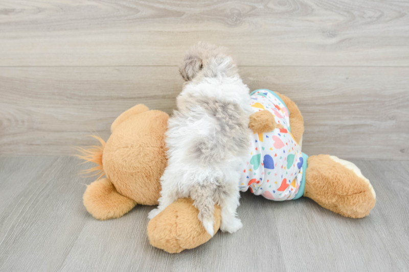 Meet Salsa - our Havapoo Puppy Photo 2/3 - Premier Pups
