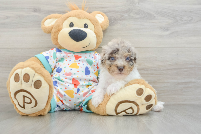 Meet Salsa - our Havapoo Puppy Photo 3/3 - Premier Pups