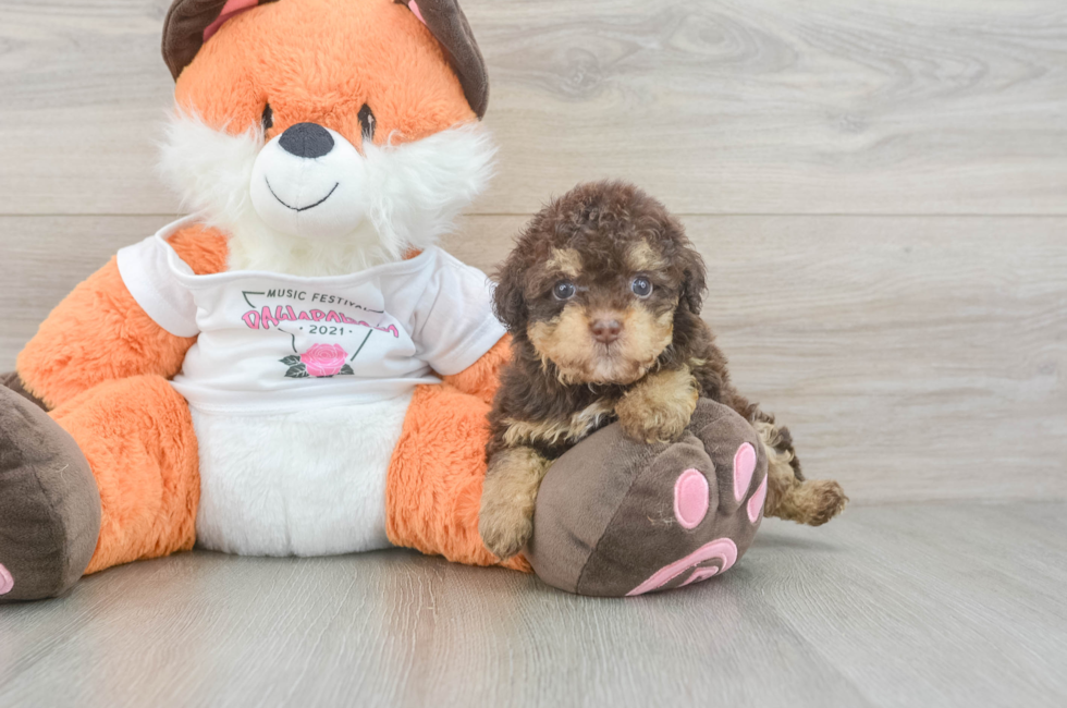 7 week old Havapoo Puppy For Sale - Premier Pups
