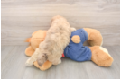 Smart Havapoo Poodle Mix Pup