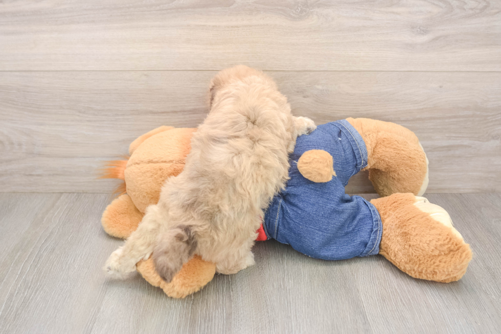 Smart Havapoo Poodle Mix Pup