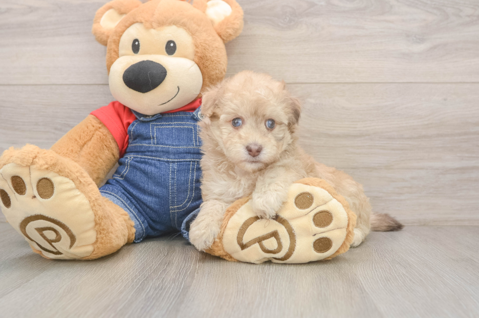 5 week old Havapoo Puppy For Sale - Premier Pups