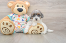 Hypoallergenic Havadoodle Poodle Mix Puppy
