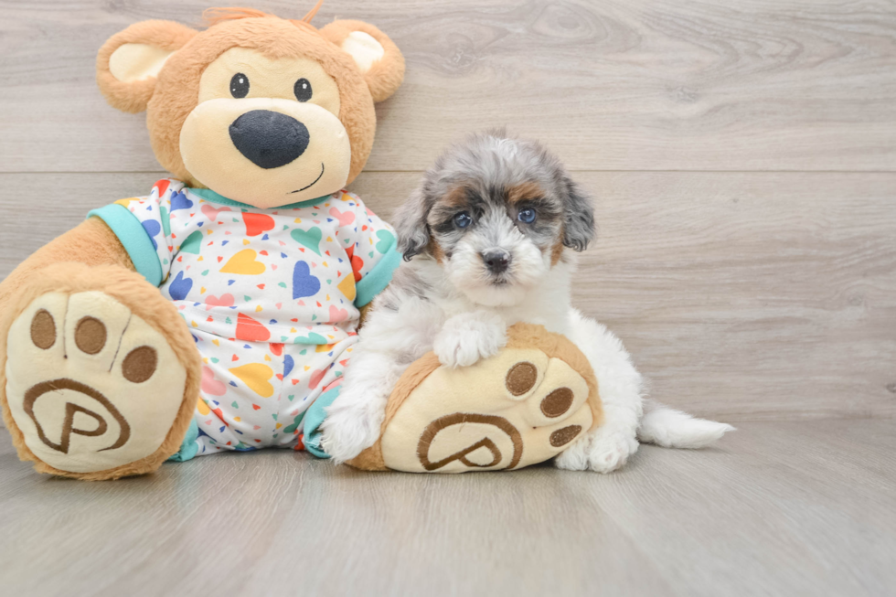 Hypoallergenic Havadoodle Poodle Mix Puppy