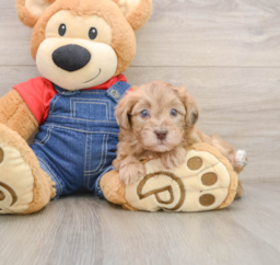 5 week old Havapoo Puppy For Sale - Premier Pups