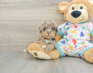 8 week old Havapoo Puppy For Sale - Premier Pups