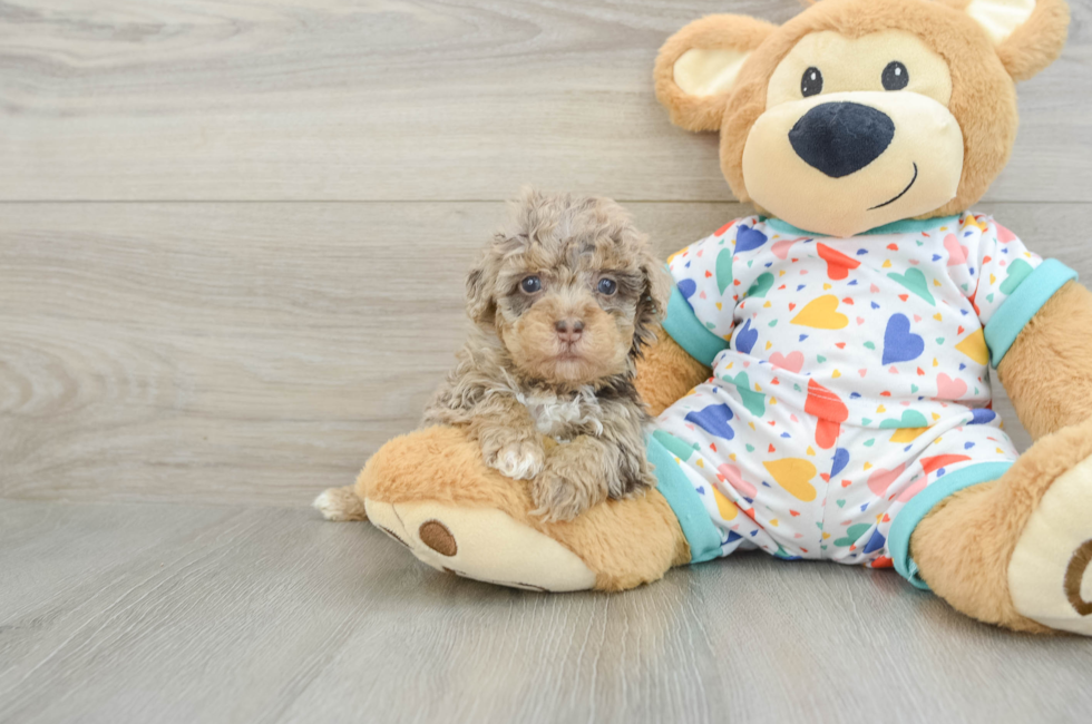 5 week old Havapoo Puppy For Sale - Premier Pups
