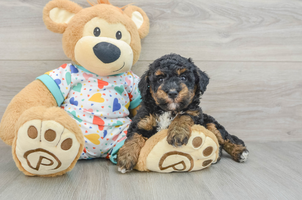 5 week old Havapoo Puppy For Sale - Premier Pups