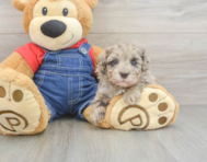 8 week old Havapoo Puppy For Sale - Premier Pups