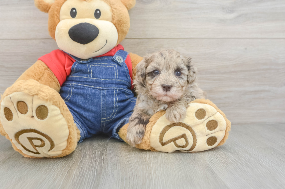 5 week old Havapoo Puppy For Sale - Premier Pups