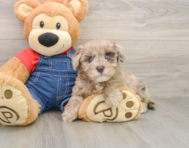 8 week old Havapoo Puppy For Sale - Premier Pups