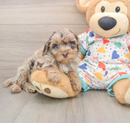 7 week old Havapoo Puppy For Sale - Premier Pups