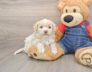 7 week old Havapoo Puppy For Sale - Premier Pups