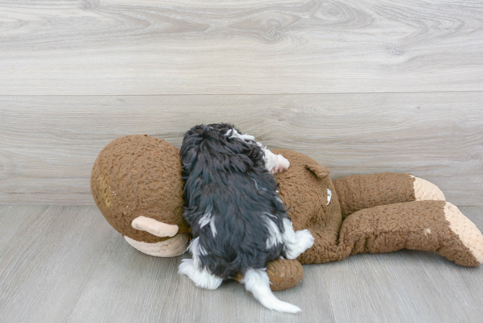 Energetic Havanese Poodle Mix Puppy